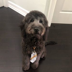 Meet your Posher, Abigail